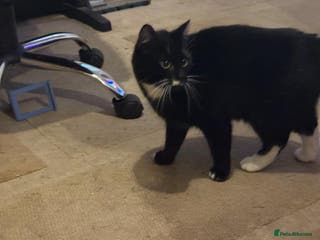 Mixed Breed cats Kittens for a good home - Advert 14