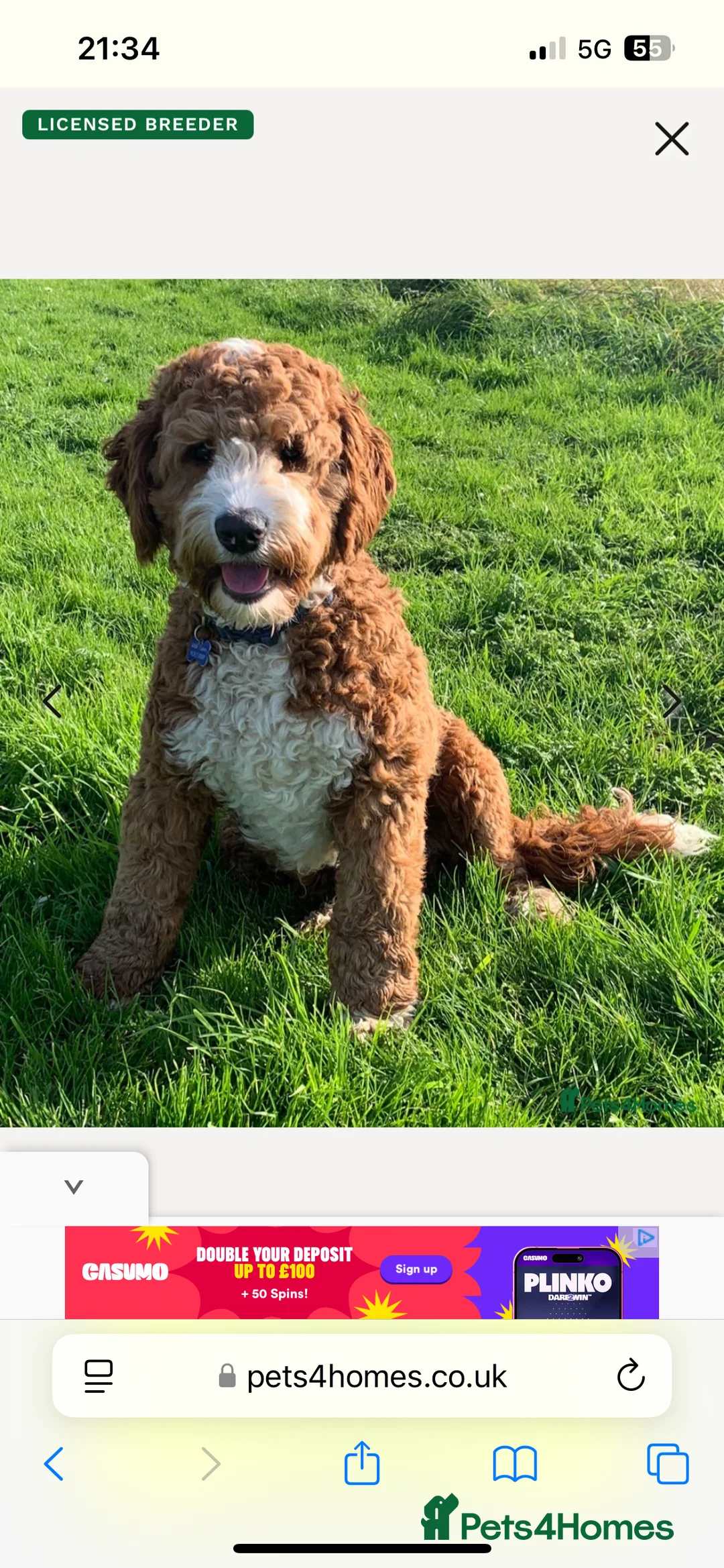 Australian Labradoodle dogs for stud: Australian Labradoodle Chocolate & White Tuxedo - Advert 19