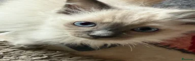 Ragdoll 7