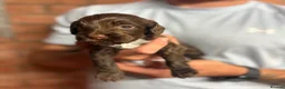 Cockapoo dogs for sale: 🌟 STUNNING COCKAPOO PUPPIES 🌟  - Advert 10