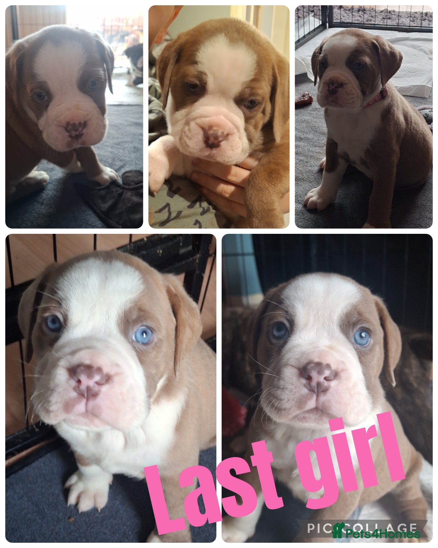 Mixed Breed dogs Old tyme x puppys  - Advert 2