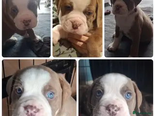 Mixed Breed dogs Old tyme x puppys - Advert 5