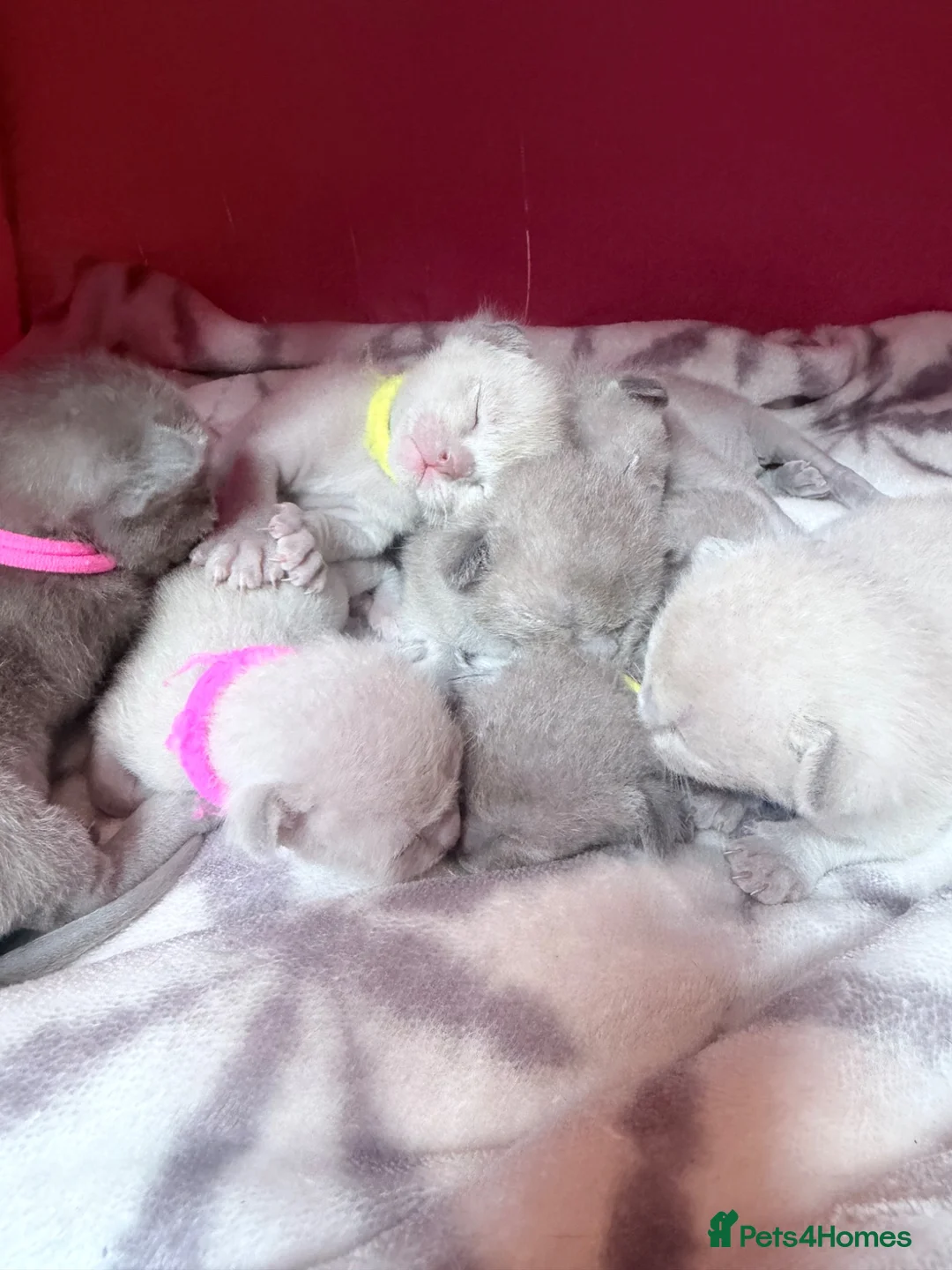 Burmese cats for sale: GCCF registered - Home Raised Burmese Kittens - Advert 1