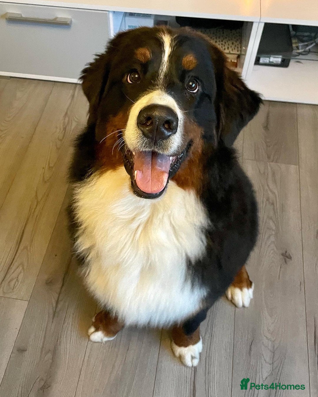 Bernese Mountain Dog dogs for sale: Family pets looking for forever home  - Advert 8