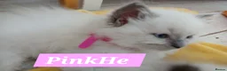 Ragdoll cats for sale: 5 Gorgeous 1/2 Pedigree Ragdoll Kittens 💖 - Advert 15