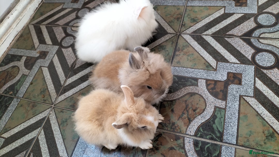 Lionhead rabbits for sale: Fluffy Pure Lionhead Baby Bunnies - Rare colours - Image 7