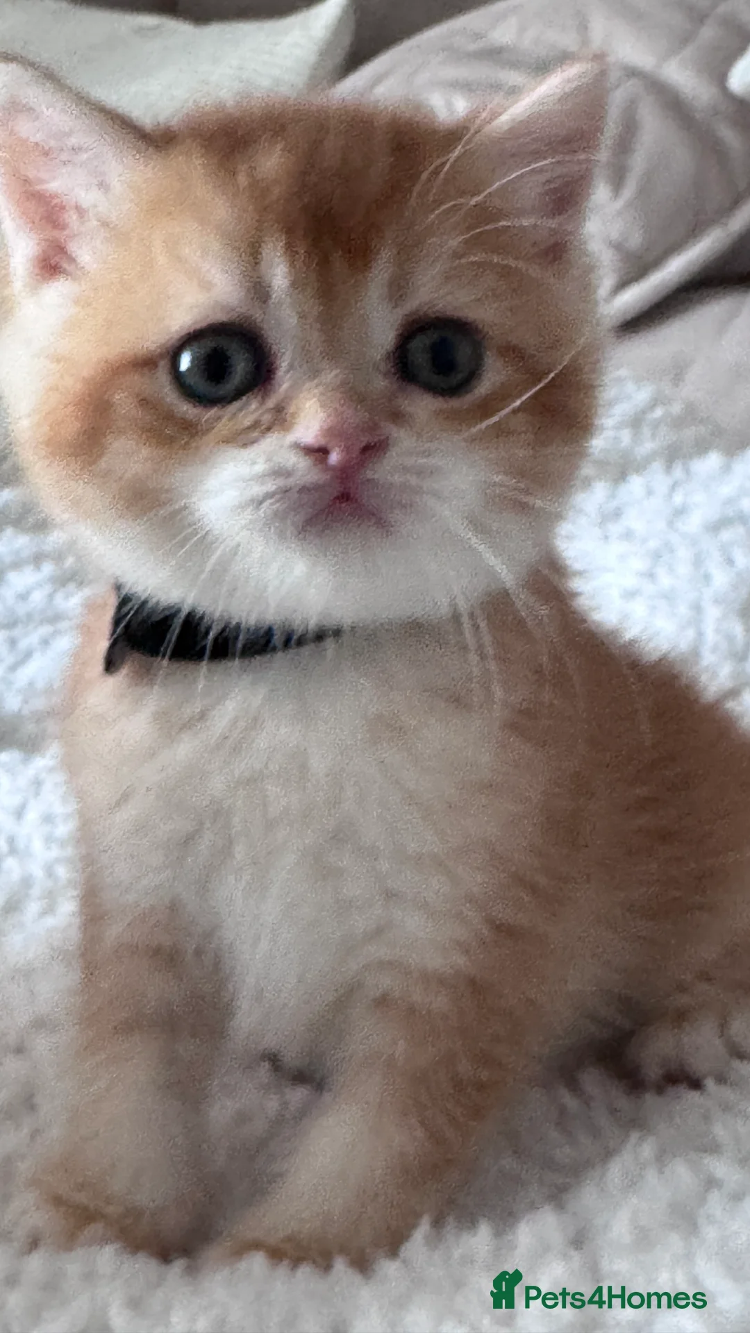 British Shorthair cats for sale: Adorable GCCF BSH BY12 NY12Chocolate Gold kittens  - Advert 23