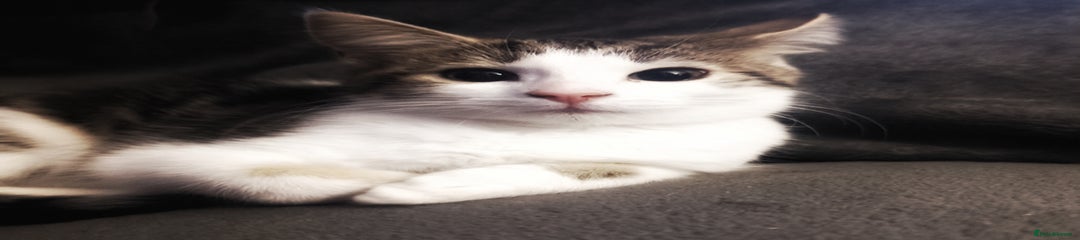 Pixxy - Spotted Tabby