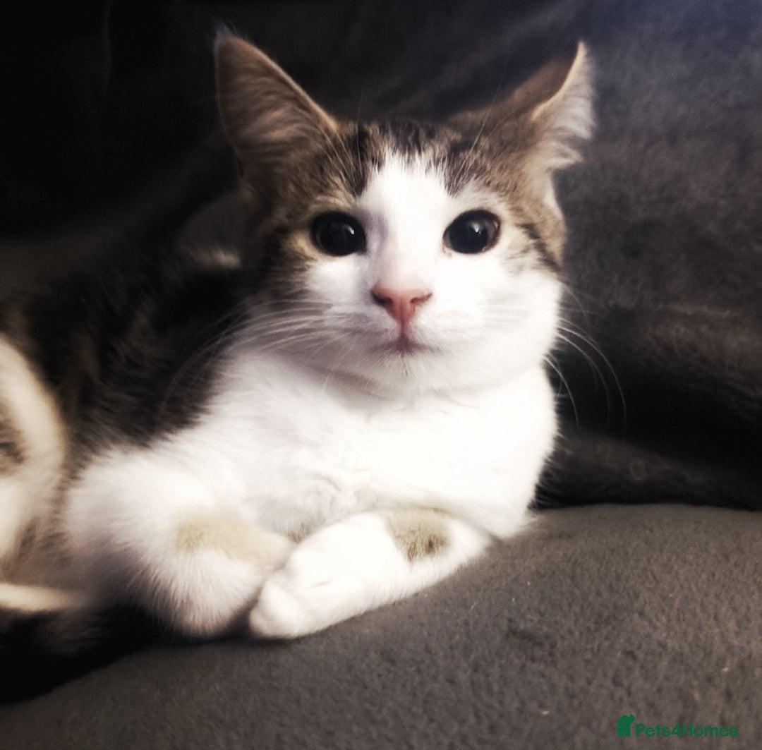 European cats for sale: 2 Adorable Kittens ready for their forever homes  - Advert 28