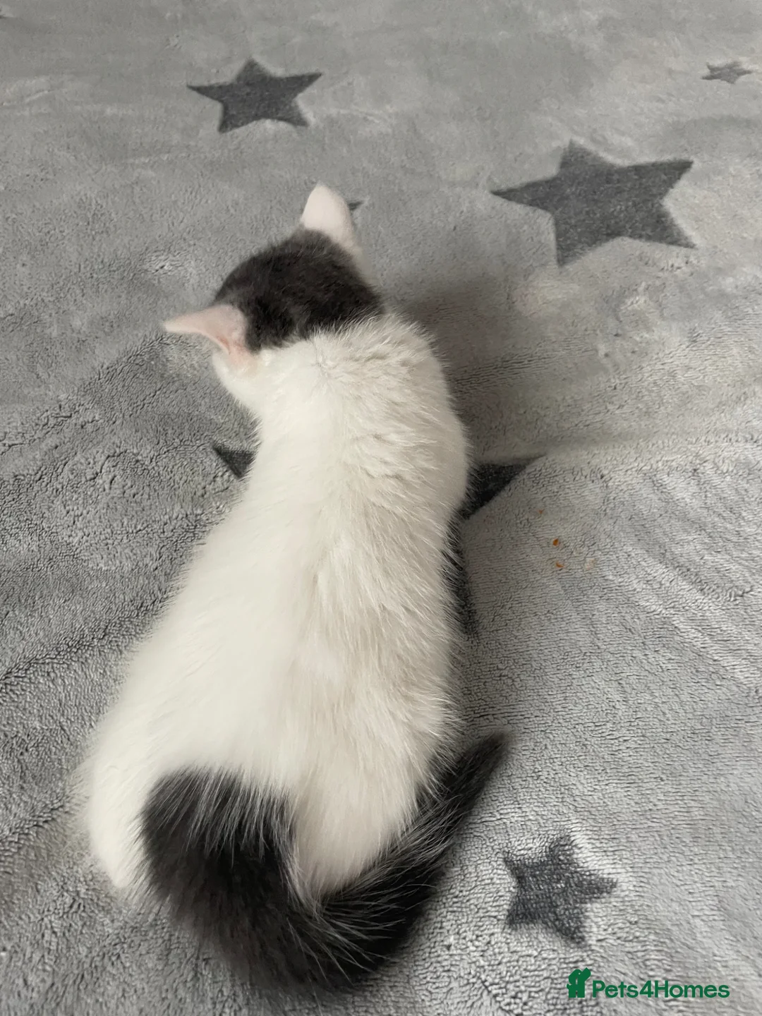 British Shorthair cats for sale: *Only 1 Beautiful Kitten left now* Ready to leave - Advert 35