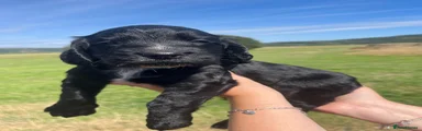 Cocker Spaniel 4- Dark Green collar