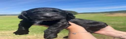 Cocker Spaniel dogs for sale: Gorgeous Bundle of Working Cockerspaniels🐾💗 - Advert 8