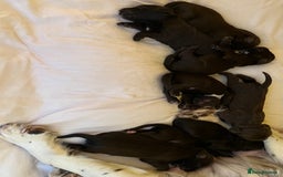 Sprocker dogs for sale: Beautiful Chocolate Sprocker Spaniels! - Image 2
