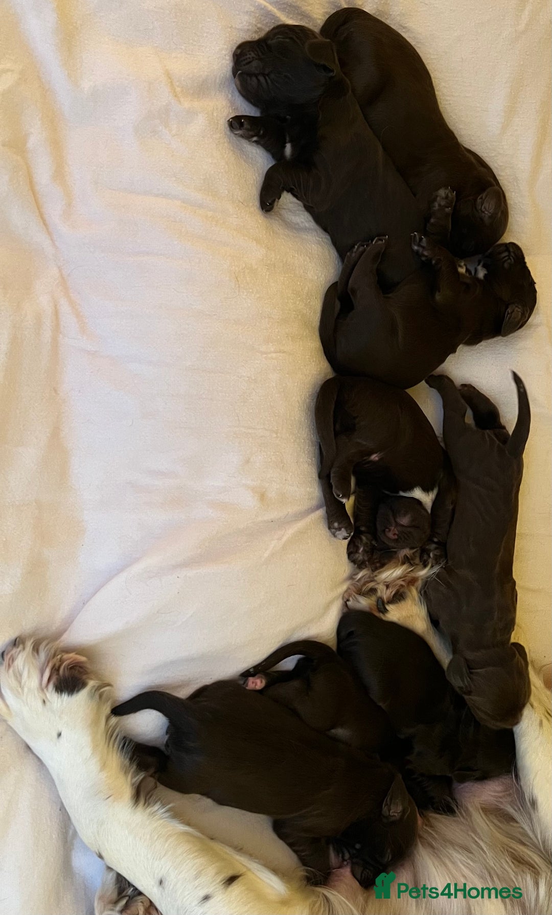 Sprocker dogs for sale: Beautiful Chocolate Sprocker Spaniels! - Image 2