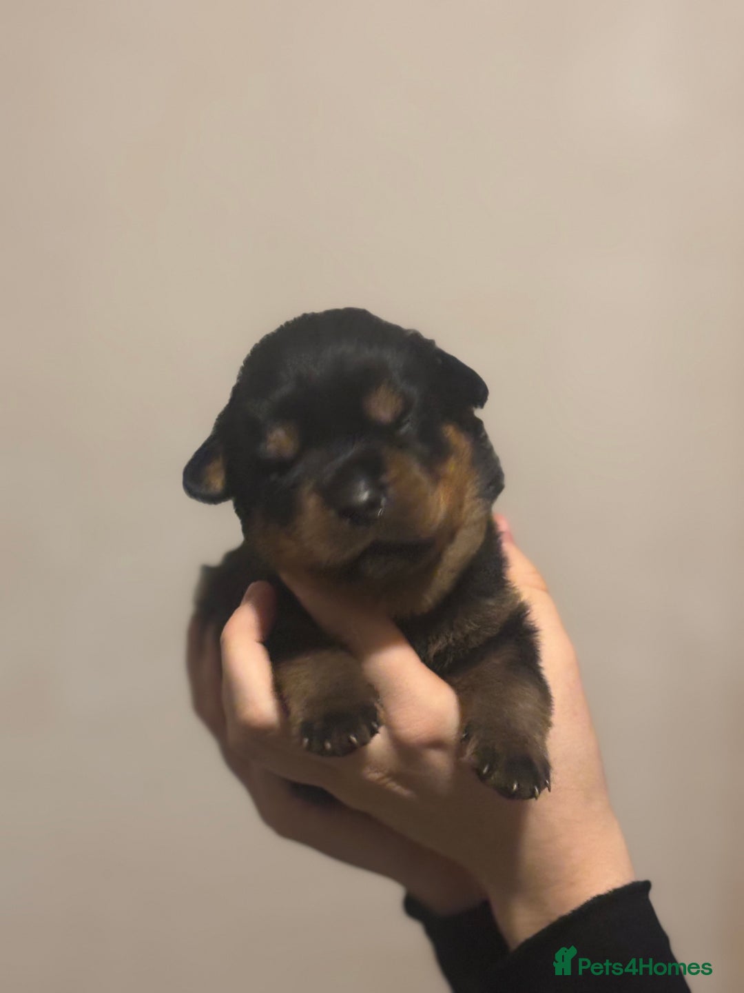 Rottweiler dogs for sale: Rottweiler puppies - Image 15