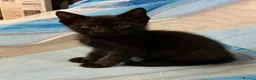 Bengal cats for sale: Kittens for sale - Advert 11