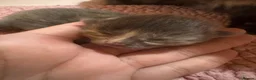 Maine Coon cats for sale: One Maine Coon kitten available.  - Advert 4