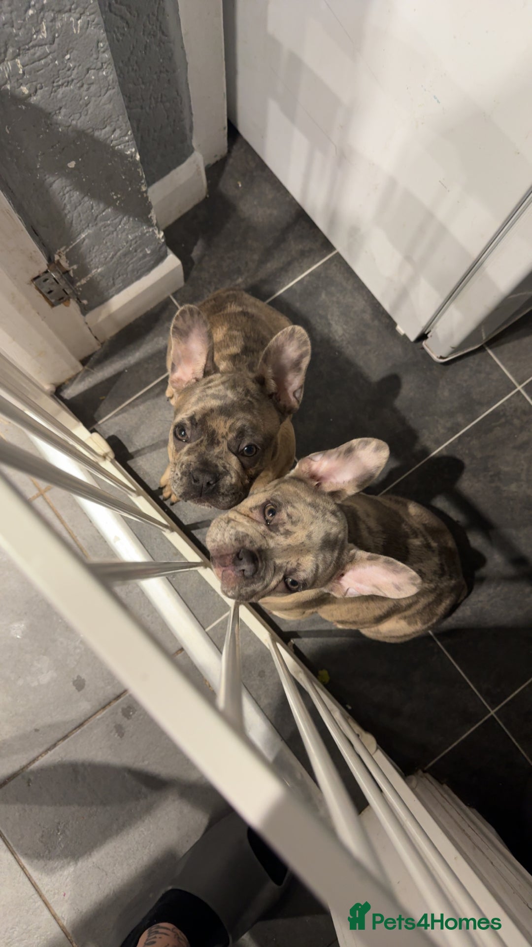 French Bulldog dogs for sale: 2 STUNNING BOY FRENCHIES LEFT…. REDUCED‼️‼️ in Stoke-on-Trent - Image 5