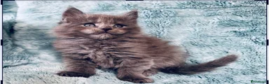 Maine Coon Kitten 3
