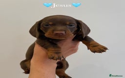 Dachshund dogs for sale: dachshund puppy’s for sale - Image 10