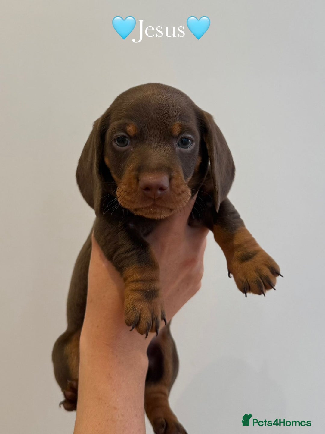 Dachshund dogs for sale: dachshund puppy’s for sale - Image 10