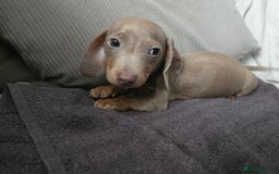 Miniature Dachshund dogs for sale: REDUCED !! Miniature dachshund puppies kc reg   - Image 36