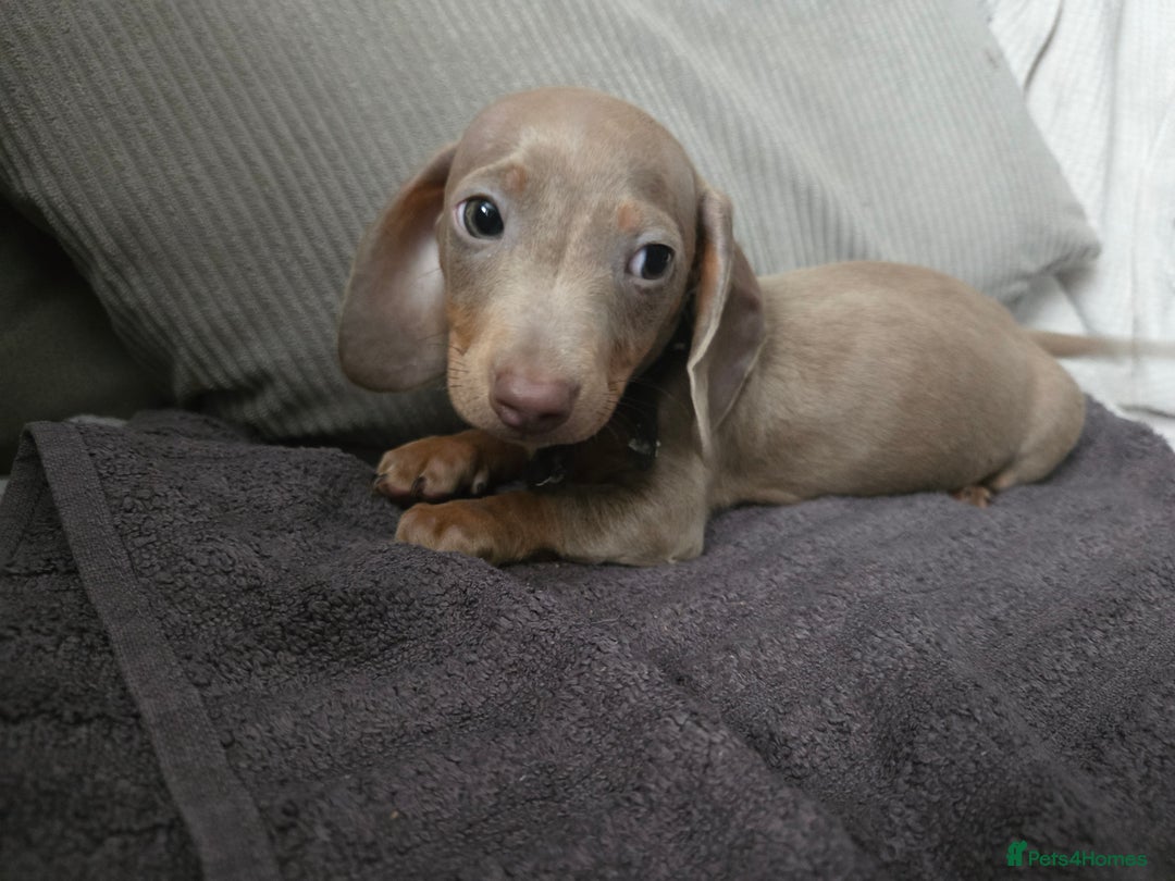 Miniature Dachshund dogs for sale: REDUCED !! Miniature dachshund puppies kc reg   - Image 36