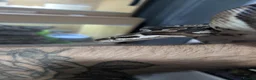 Python Snake reptiles for sale: ball python  - Advert 5