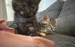 Mixed Breed cats for sale: 12 week old male mixed breed kitten for sale - Image 8