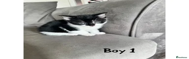 Maine Coon Kitten 1