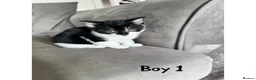 Maine Coon cats for sale: 1/4 Maine coon kittens  - Advert 3