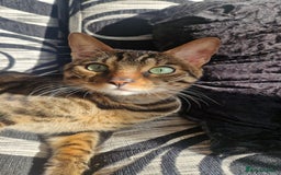 Bengal cats for sale: BEAUTIFUL BROWN BENGAL FOR REHOME  - Image 4