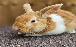 Dutch rabbits for sale: 2 Dutch & 2 Mini Lops  - Image 3
