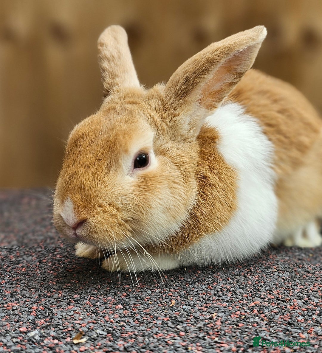 Dutch rabbits for sale: 2 Dutch & 2 Mini Lops  - Image 3