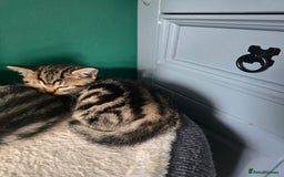 British Shorthair cats for sale: Beautiful gccf registered bsh kittens  - Image 22