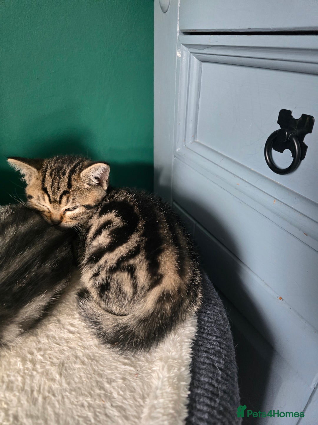 British Shorthair cats for sale: Beautiful gccf registered bsh kittens  - Image 22