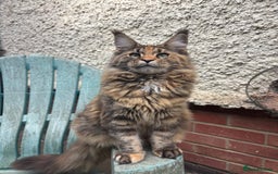 Maine Coon cats for sale: Pure Maine Coon kittens ready now - Image 4