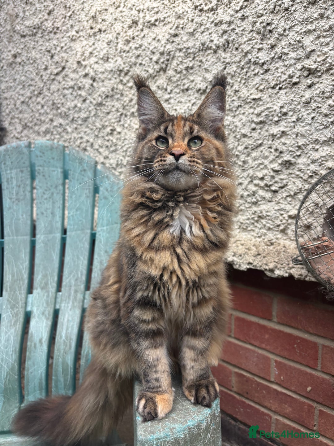Maine Coon cats for sale: Pure Maine Coon kittens ready now - Image 4