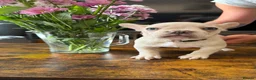 French Bulldog dogs for sale: KC reg, French Bulldog pup is looking for family  - Advert 16