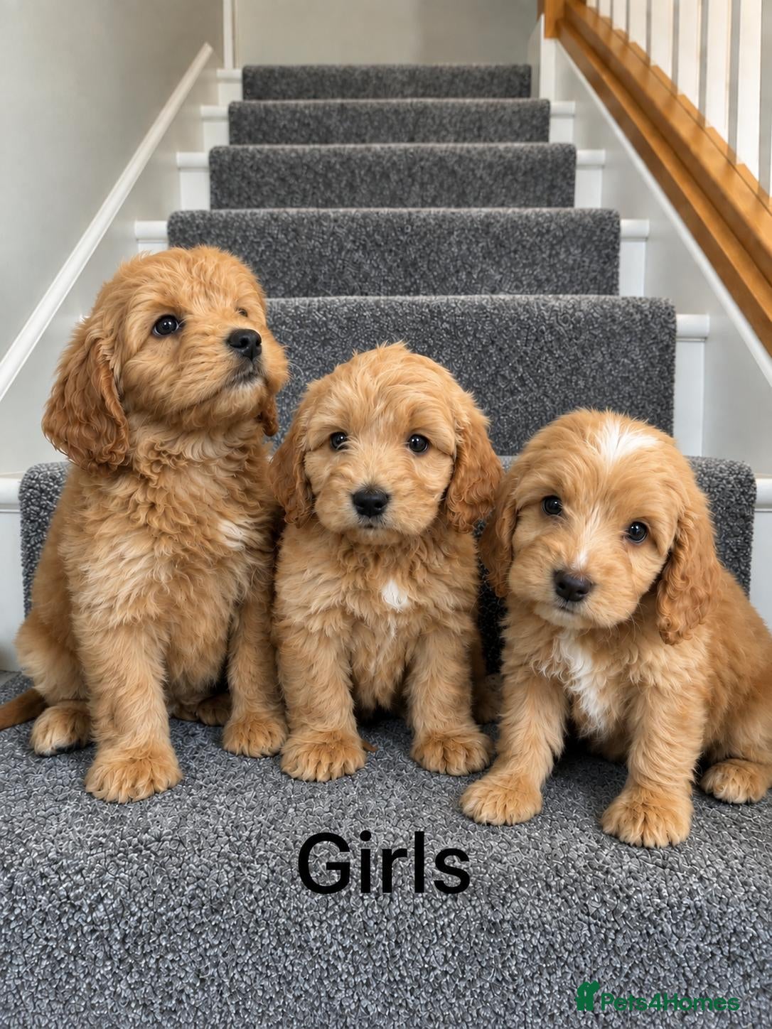 Cockapoo dogs Cockapoo girl puppies ready now  - Advert 3