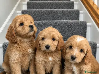 Cockapoo dogs Cockapoo girl puppies ready now - Advert 3