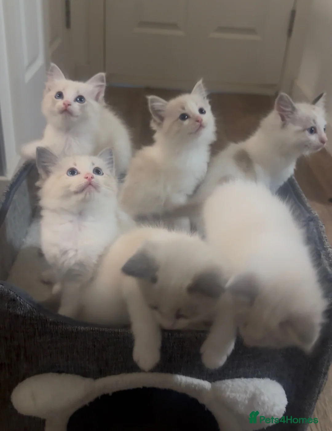 Ragdoll cats for sale: Stunning Ragdoll kittens - Advert 1