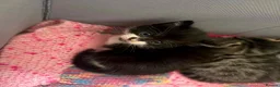 Domestic Shorthair cats for sale: Tabby kitten in Leeds - Advert 5