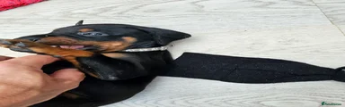Dobermann 3 silver collar