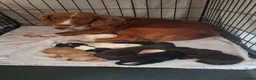 Cocker Spaniel dogs for sale: Gorgeous litter of Working Cocker Spaniel puppies - Advert 2