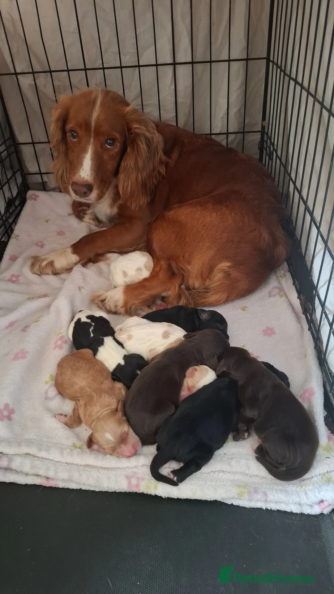 Cocker Spaniel dogs for sale: Gorgeous litter of Working Cocker Spaniel puppies - Advert 2