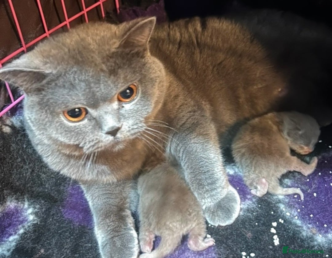 British Shorthair cats for sale: Gorgeous British Shorthair Kittens - Advert 2