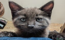 Maine Coon cats for sale: Maine Coon X kittens - Image 18