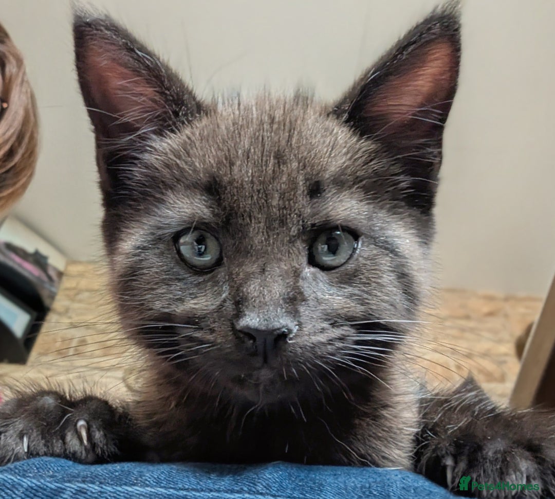Maine Coon cats for sale: Maine Coon X kittens - Image 18