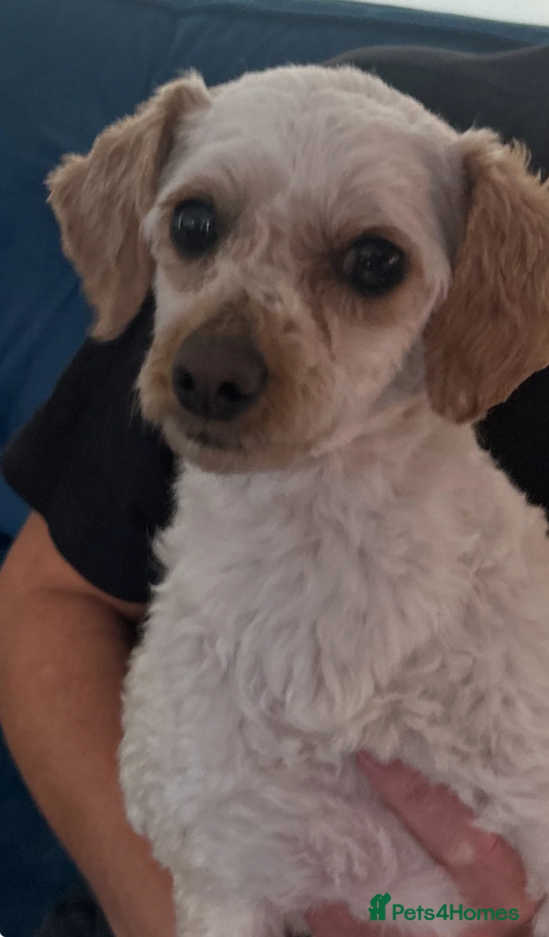 Cockapoo dogs for sale: Cockapoo girl  in Coalville - Advert 1